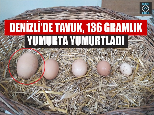 Denizli’de Tavuk, 136 Gramlık Yumurta Yumurtladı