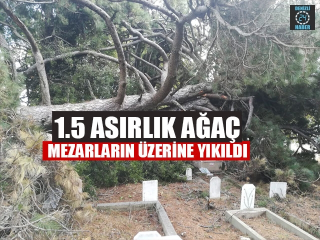 1.5 Asırlık Ağaç Mezarların Üzerine Yıkıldı