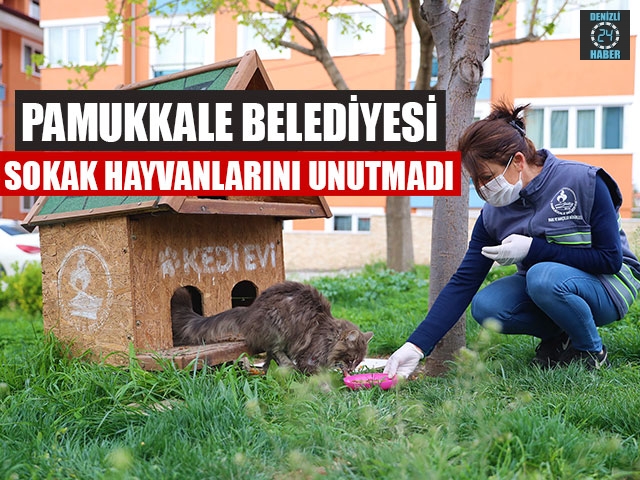 Pamukkale Belediyesi Sokak Hayvanlarını Unutmadı