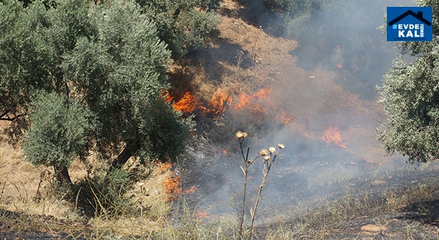Efeler’de Efeler’de zeytin ve incir ağaçlarının bulunduğu alanda yangın