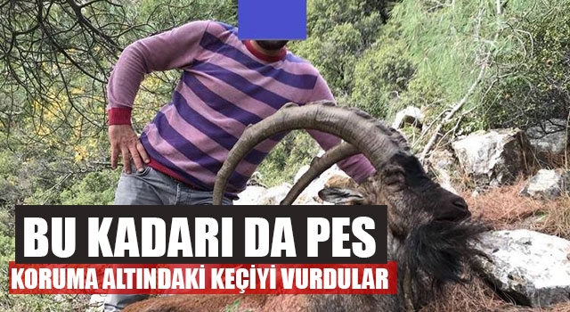 Denizli'de koruma altındaki keçiyi vurana 23 bin 288 lira idari para cezası