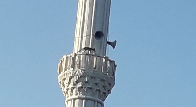 Turgutlu’da Cami Minaresinde Dolaşan Tilki Vatandaşı Hayrete Düşürdü  
