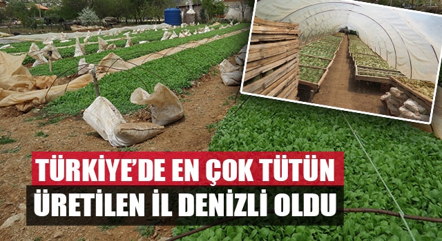 Türkiye’de en çok tütün üretilen il Denizli oldu