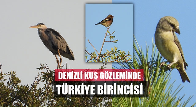 Denizli Kuş Gözleminde Türkiye Birincisi