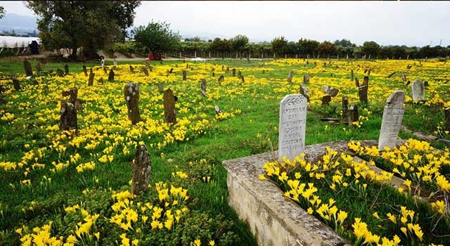 Manisa’da asırlık mezarlığı sarı zambaklar kapladı