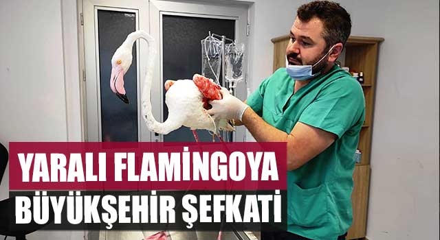 Yaralı Flamingoya Büyükşehir Şefkati