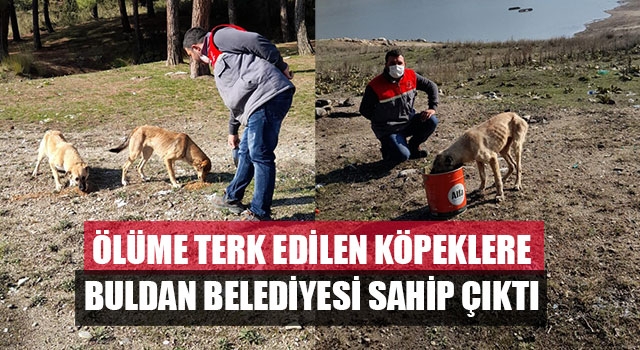 Ölüme terk edilen köpeklere Buldan Belediyesi sahip çıktı