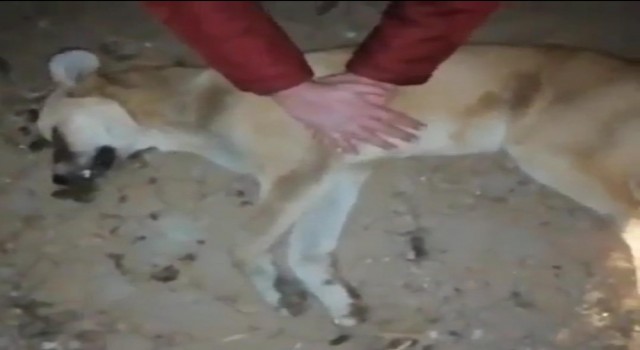 Afyonkarahisar Çay’daki hayvan barınağında dehşete düşüren görüntüler