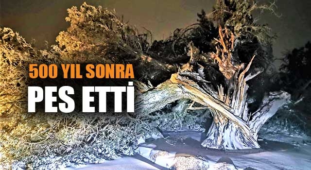 Denizli'de 500 yıllık ağaç fırtınaya dayanamadı