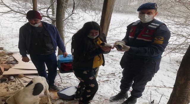Denizli'de Karda mahsur kalan köpeklerin imdadına jandarma yetişti