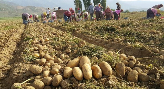 Ödemiş’te tarla çamurlaşmadan patates ekimlerine hız verildi