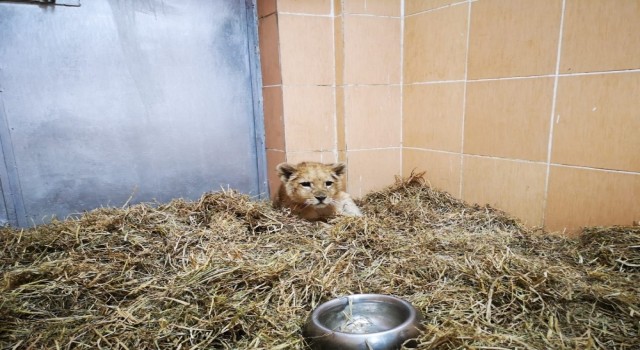 İzmir Kemalpaşa'da Yavru aslan ele geçirildi
