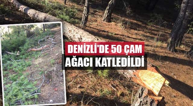 Denizli'de 50 çam ağacı katledildi