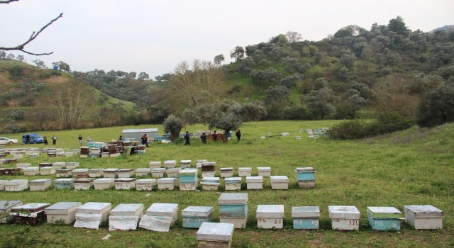 Çine'de arı hırsızlığı, Ertan Özdemir’e ait 12 kovan arı çalındı