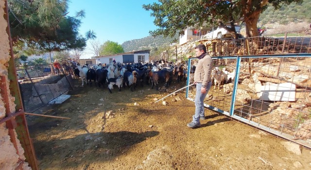 Muğla'ya bağlı Bodrum ilçesi'nde yaşayan Cemil Çoban kaçan keçilerini drone ile buluyor