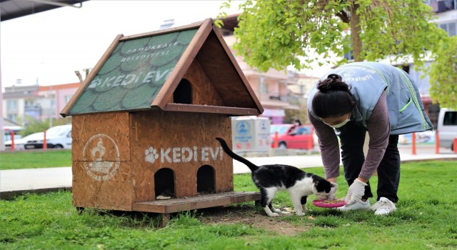 Dünya Sokak Hayvanları Günü’nde de sokak hayvanları yalnız kalmadı