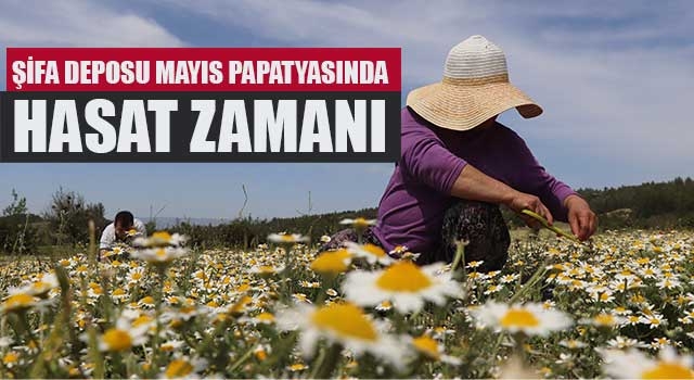 Denizli'de Şifa deposu Mayıs papatyasında hasat zamanı