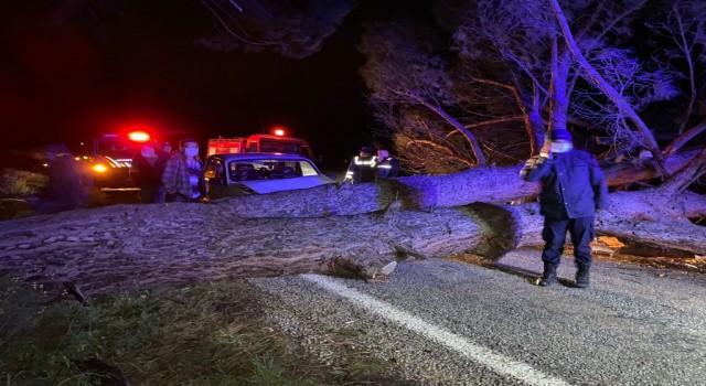 Gördes'de devrilen ağaca otomobil çarptı 3 kişi yaralandı