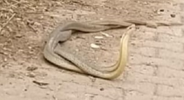 Denizli’de yılanların dansı kameraya yakalandı