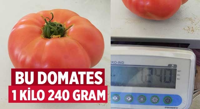 Bu domates 1 kilo 240 gram