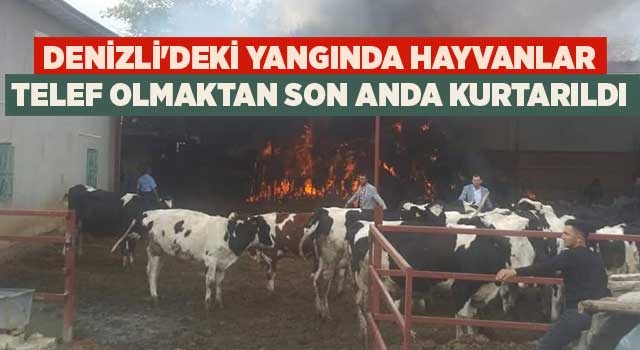 Denizli'deki yangında hayvanlar telef olmaktan son anda kurtarıldı