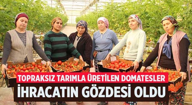 Denizli'de topraksız tarımla üretilen domatesler ihracatın gözdesi oldu