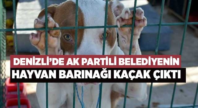 Denizli’de AK Partili Belediyenin hayvan barınağı kaçak çıktı