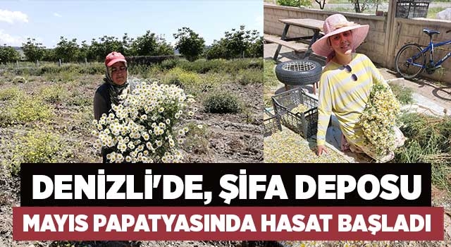 Denizli'de, şifa deposu Mayıs papatyasında hasat başladı
