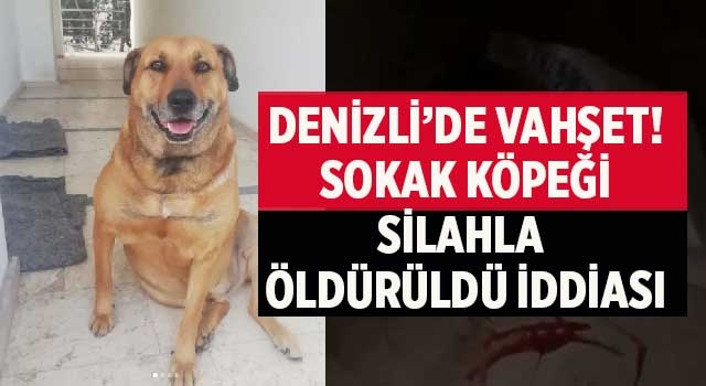 Denizli’de Vahşet! Sokak köpeği silahla öldürüldü iddiası