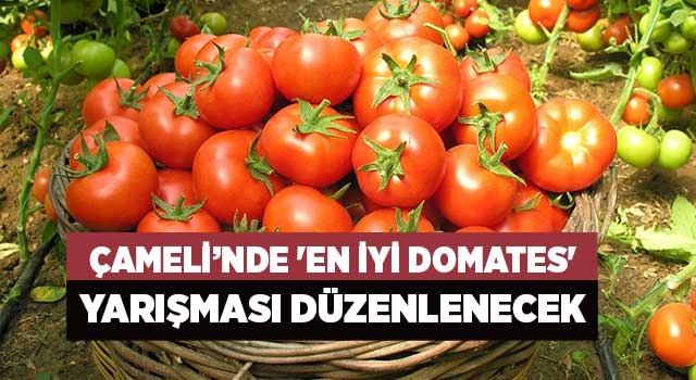 Çameli’nde 'En iyi domates' yarışması düzenlenecek