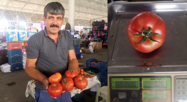 Denizli’de bu domateslerin ağırlığı 1 kiloyu aşıyor