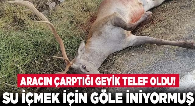 Denizli'de su içmek için göle inen geyik araç çarpması sonucu öldü