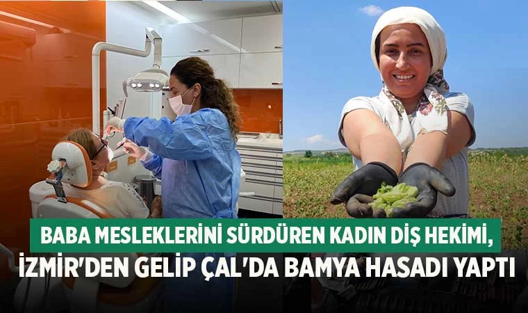Baba mesleklerini sürdüren kadın diş hekimi, İzmir'den gelip Çal'da bamya hasadı yaptı