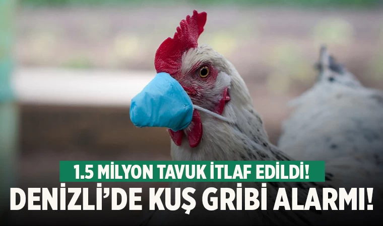Denizli’de kuş gribi alarmı! 1,5 milyon tavuk itlaf edildi