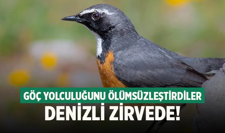 Denizli kuş gözlemcileri Türkiye'nin zirvesinde