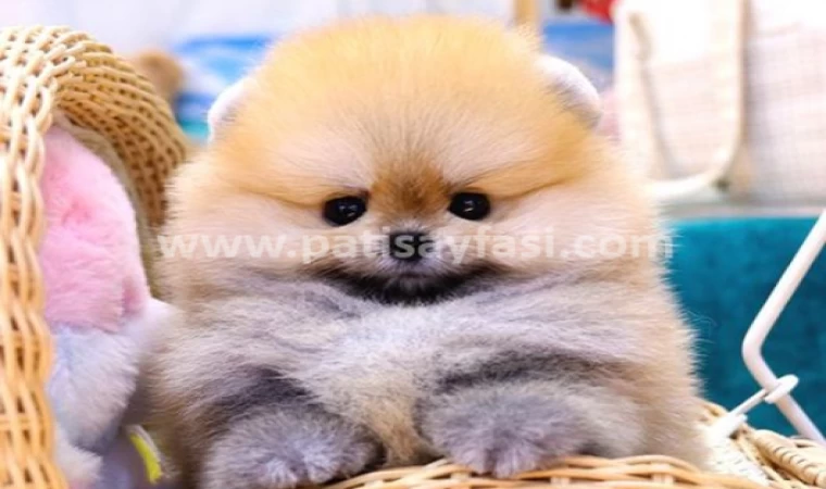 Pomeranian Boo: Sevimliliği ve Popülerliği ile Ünlü Bir Köpek İrkı