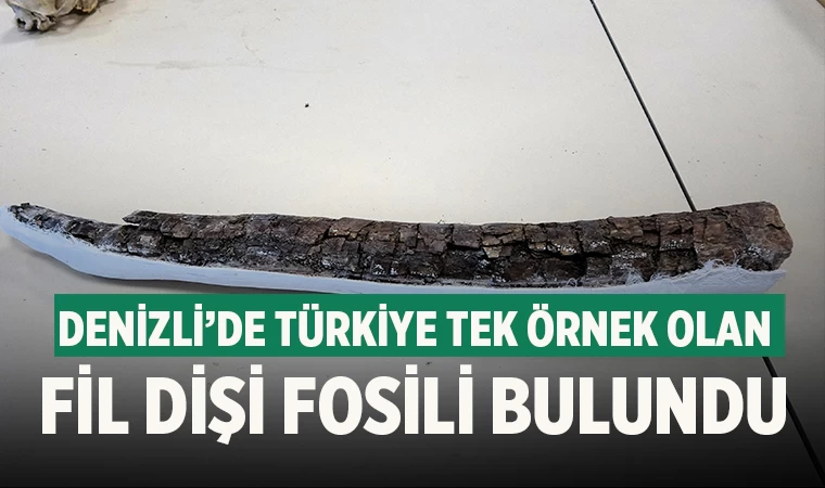 Denizli’de Türkiye tek örnek olan fil dişi fosili bulundu