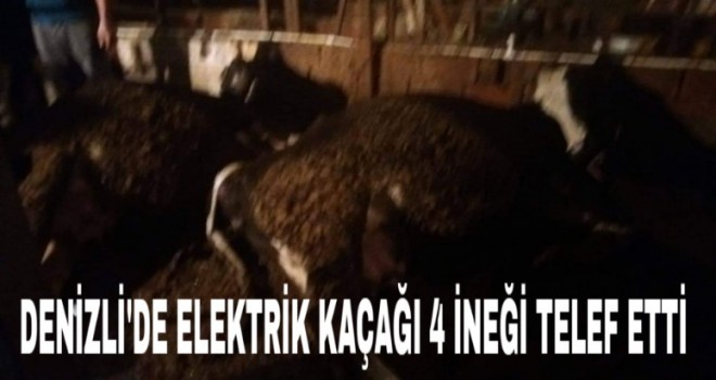 Elektrik kaçağı inekleri telef etti