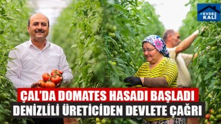 Çal’da domates hasadı başladı Denizlili üreticiden devlete çağrı
