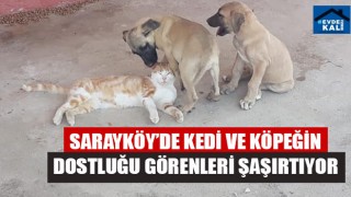 Sarayköy’de Kedi Ve Köpeğin Dostluğu Görenleri Şaşırtıyor