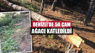 Denizli'de 50 çam ağacı katledildi