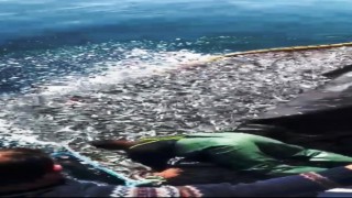 Balıkçılardan örnek hareket: Binlerce kefal yavrusunu denize bıraktılar
