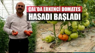 Çal'da erkenci domates hasadı başladı