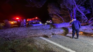 Gördes'de devrilen ağaca otomobil çarptı 3 kişi yaralandı