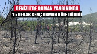 Denizli'de orman yangınında 15 dekar genç orman küle döndü
