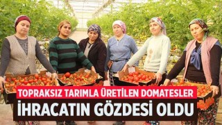 Denizli'de topraksız tarımla üretilen domatesler ihracatın gözdesi oldu