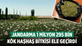 Denizli'de Jandarma 1 milyon 295 bin kök haşhaş bitkisi ele geçirdi