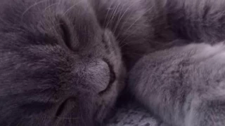 Ücretsiz Kedi Sahiplendirme İlanları: Fırsatları Kaçırmayın!
