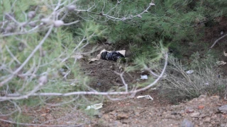 Karabağlar'da çöp poşetleri içerisinde 2 köpek ölüsü bulundu
