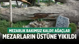 Bakımsızlıktan devrilen ağaçlar mezarlara zarar verdi